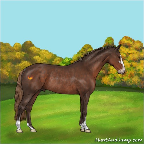 Horse Color:Liver Chestnut Sabino Rabicano 