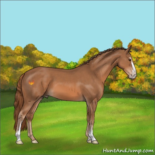Horse Color:Chestnut Sabino 