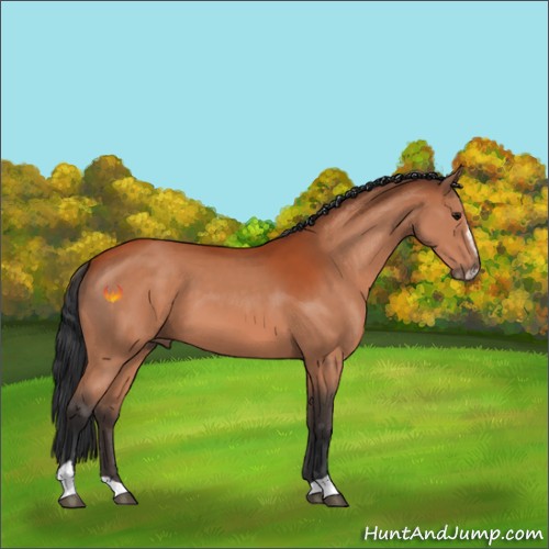 Horse Color:Bay Sabino 