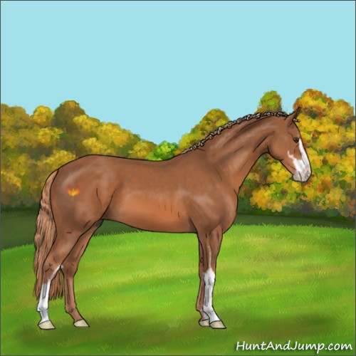 Horse Color:Chestnut Sabino 