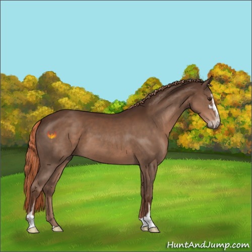 Horse Color:Liver Chestnut Sabino 