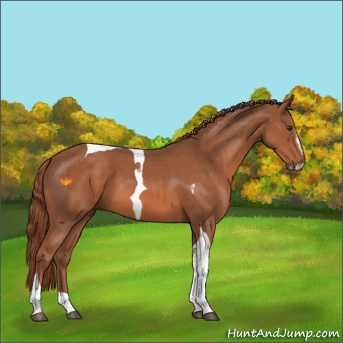 Horse Color:Chestnut Sabino Tobiano 