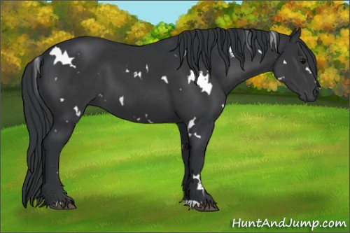 Horse Color:White Spotted Black 