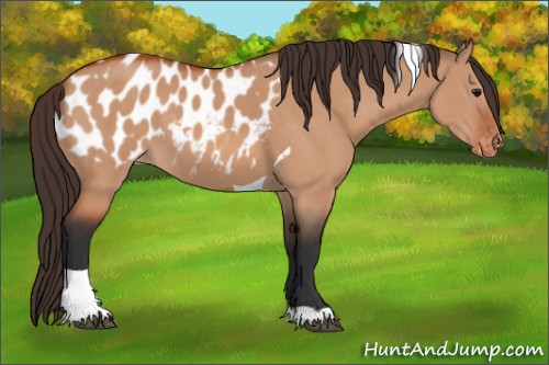Horse Color:Bay Dun Tobiano Appaloosa 