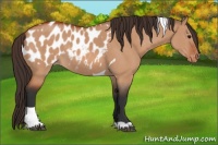 Horse Color:Bay Dun Tobiano Appaloosa 