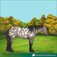 Horse Color:Brown Dun Appaloosa 