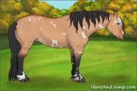 Horse Color:White Spotted Bay Dun Sabino 