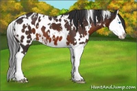 Horse Color:White Spotted Brown Splash Appaloosa 