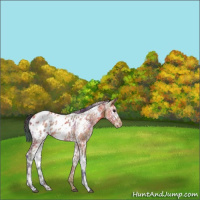 Horse Color:Nacre White Spotted Brown Ice Appaloosa