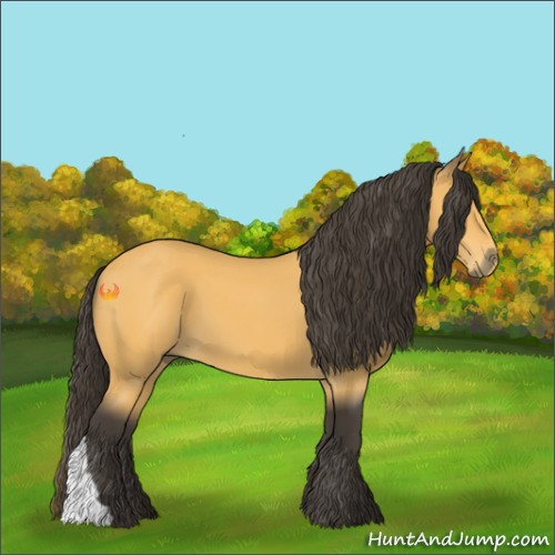 Horse Color:Buckskin 
