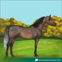 Horse Color:Brown Dun 