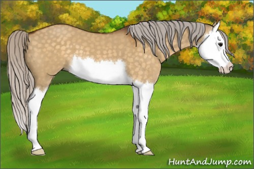 Horse Color:Silver Buckskin Dun Splash 