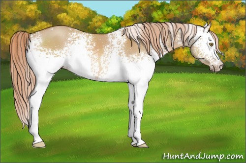 Horse Color:White Spotted Red Dun 