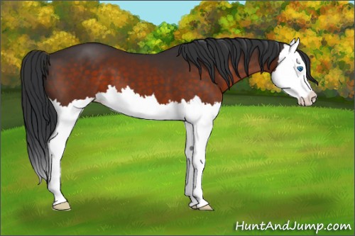 Horse Color:Brown Splash 