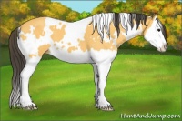 Horse Color:White Spotted Buckskin Splash 