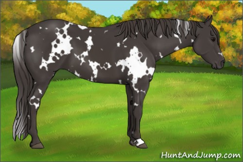Horse Color:White Spotted Smoky Black 