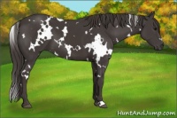 Horse Color:White Spotted Smoky Black 