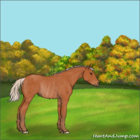 Horse Color:Silver Bay Rabicano 
