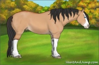 Horse Color:Bay Dun Splash