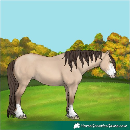 Horse Color:Amber Champagne Dun Sabino 