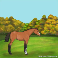 Horse Color:Bay Rabicano