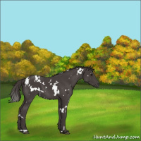 Horse Color:White Spotted Smoky Black