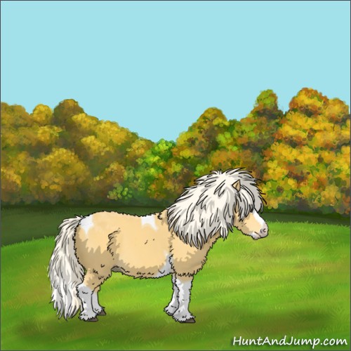 Horse Color:Palomino Splash Tobiano 