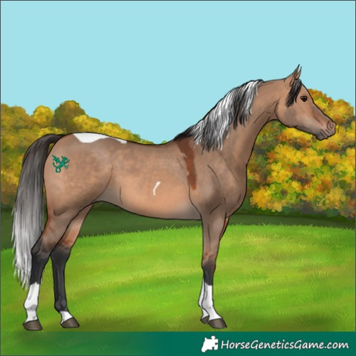 Horse Color:Bay Dun Tobiano 