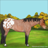Horse Color:Bay Roan Appaloosa 