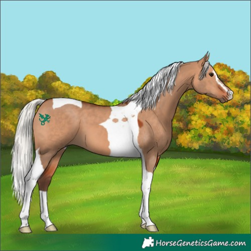Horse Color:Silver Bay Dun Sabino Tobiano