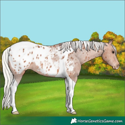 Horse Color:Silver Bay Tobiano Appaloosa 