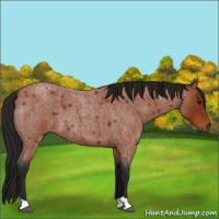 Horse Color:Gray Bay Roan