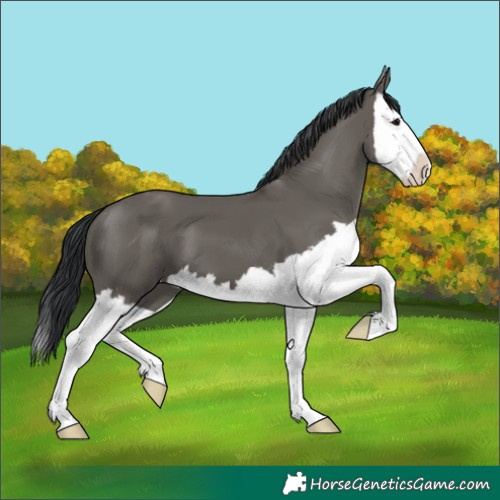 Horse Color:Grullo Splash 