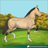 Horse Color:Buckskin Dun Rabicano Brindle
