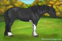 Horse Color:Black Tobiano 