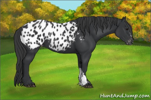 Horse Color:Black Appaloosa 
