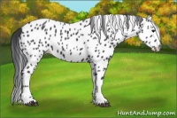 Horse Color:Black Appaloosa
