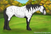 Horse Color:Black Appaloosa 