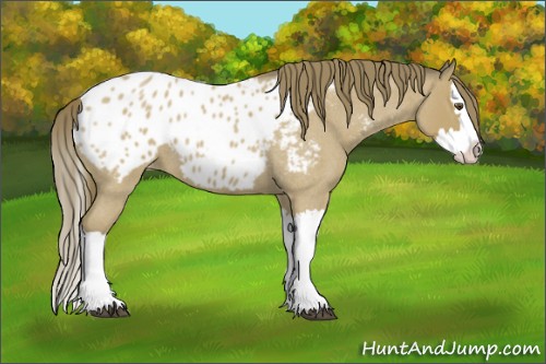 Horse Color:Buckskin Roan Splash Appaloosa 