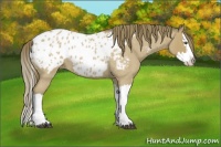 Horse Color:Buckskin Roan Splash Appaloosa 