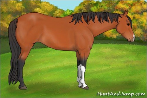 Horse Color:Bay 