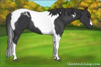 Horse Color:Black Tobiano