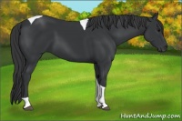 Horse Color:Black Tobiano 