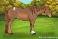 Horse Color:Chestnut Appaloosa 