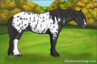 Horse Color:Black Appaloosa 