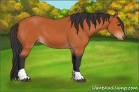 Horse Color:Bay Tobiano