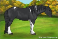 Horse Color:Black Tobiano 