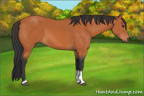 Horse Color:Bay Tobiano 