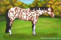 Horse Color:Bay Appaloosa 