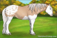 Horse Color:Silver Classic Champagne Roan Splash Appaloosa